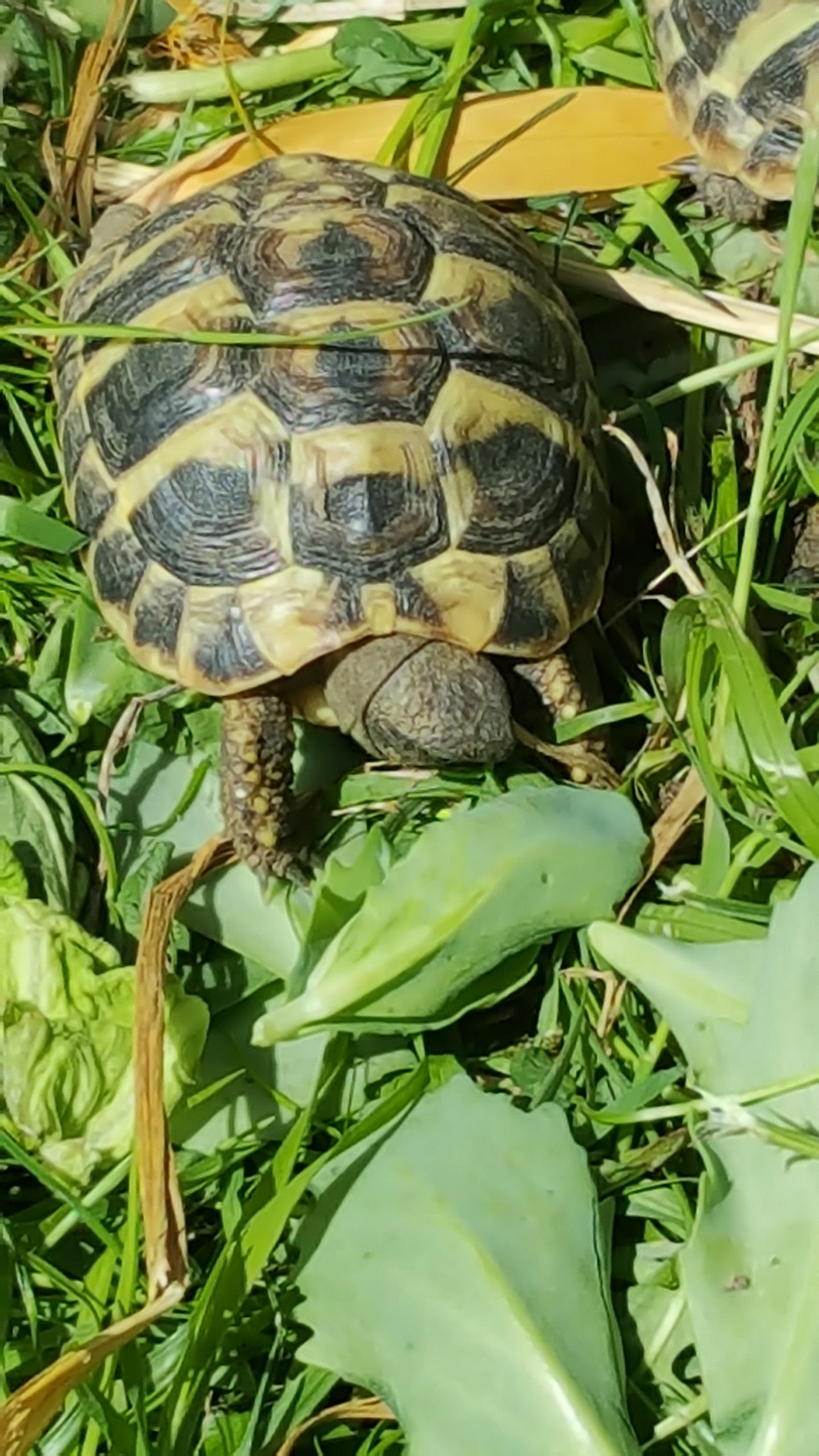 Alimentation de la tortue - PagesJaunes