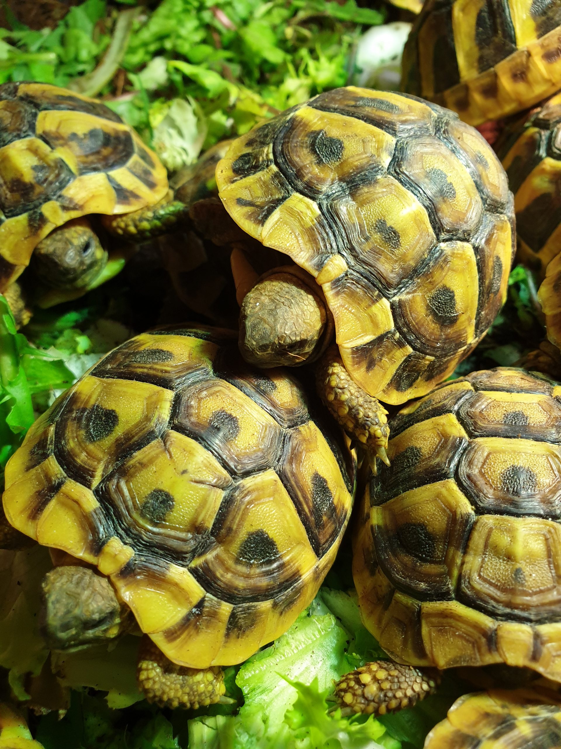 La chicorée - Tortue de terre info