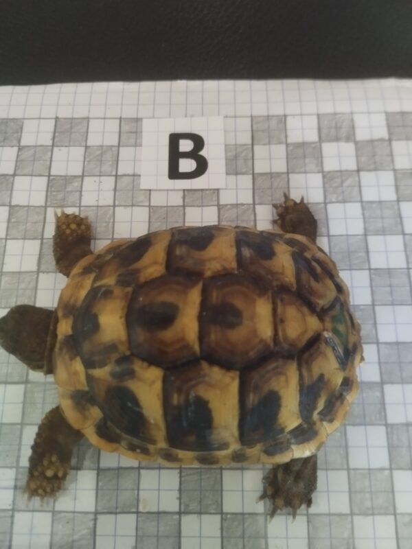 Testudo Hermanni Boettgeri n°B