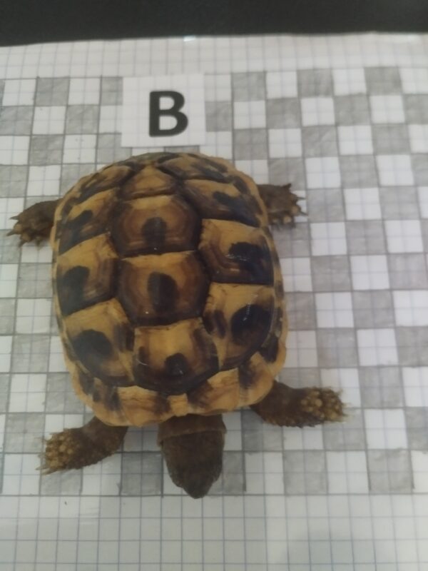 Testudo Hermanni Boettgeri n°B – Image 2