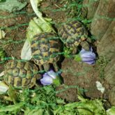 Acheter une tortue Picardie