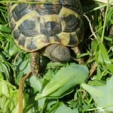 Acheter une tortue dans l'oise