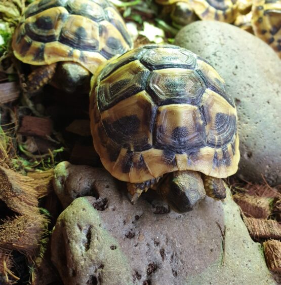 Comment acheter une tortue Hermann dans l'oise