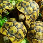 Acheter une tortue Hermann Oise