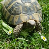 Acheter une tortue à Chambly