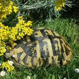 Acheter une tortue Hermann dans l'oise